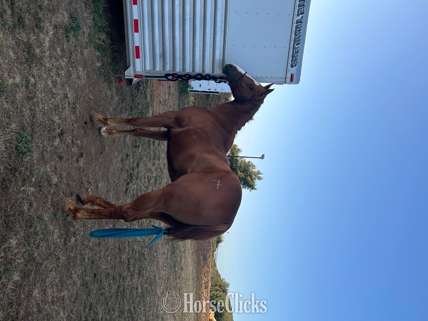 Texas "Chasen Mr. Tres" Sorrel Mare Quarter Horse