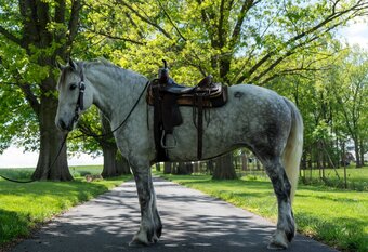 "Katie" Grey Mare Draft