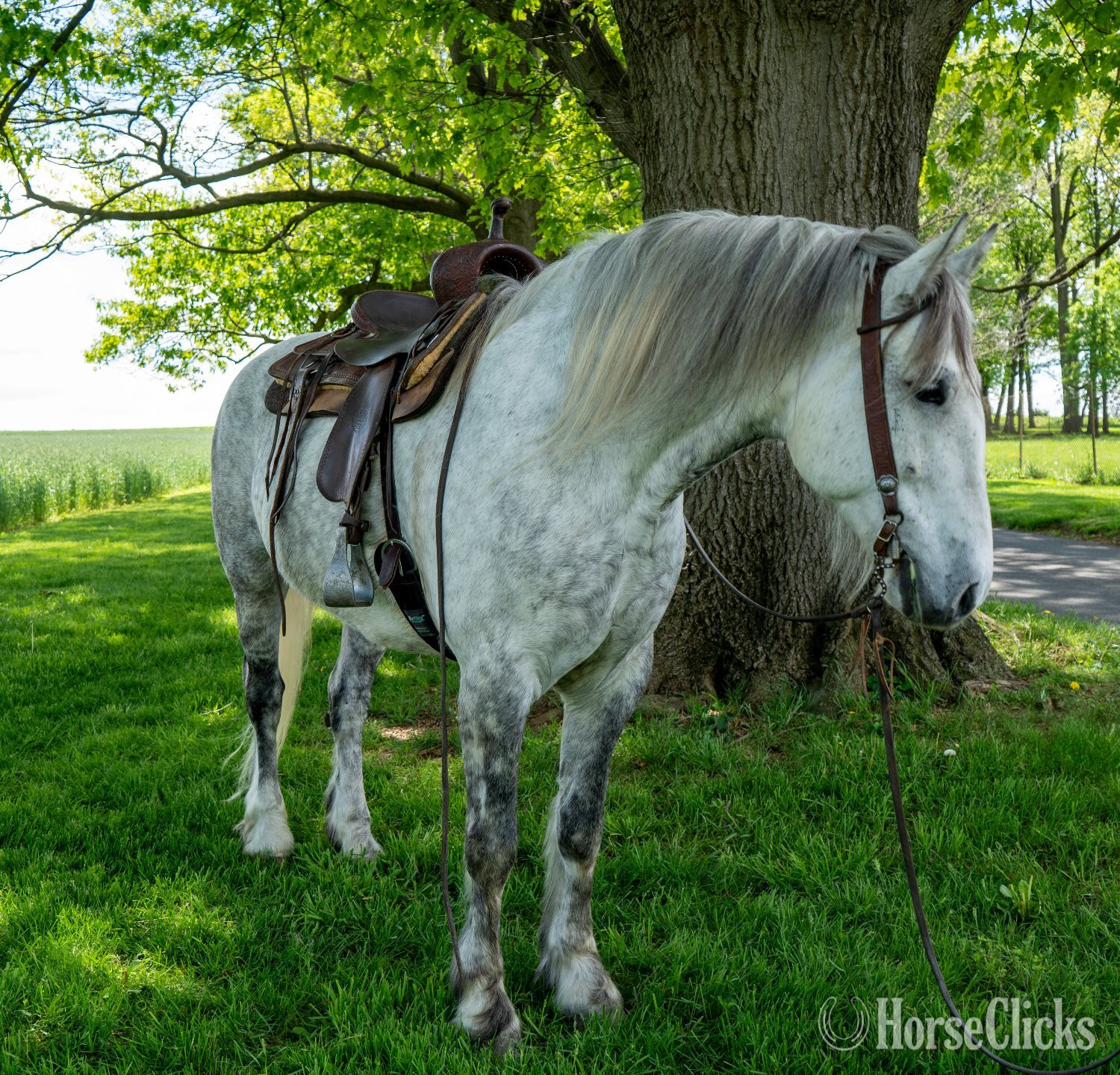 "Katie" Grey Mare Draft Pennsylvania