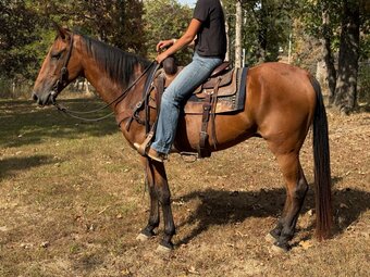 "Big John" Bay Gelding Tennessee Walker