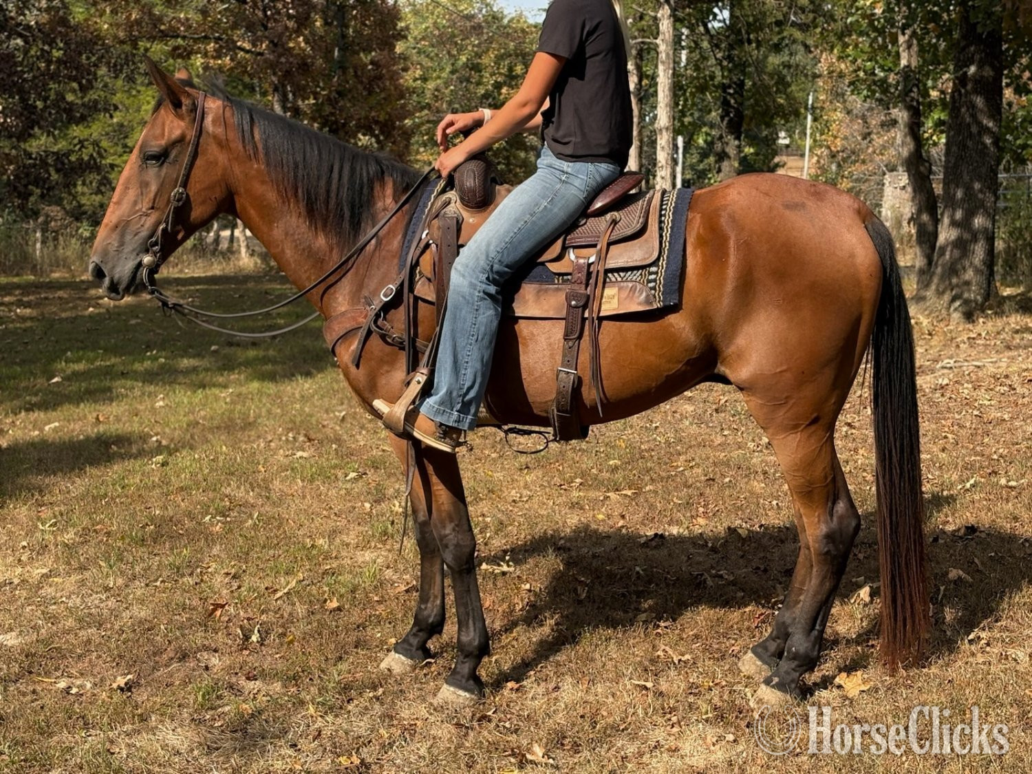 "Big John" Bay Gelding Tennessee Walker in Missouri