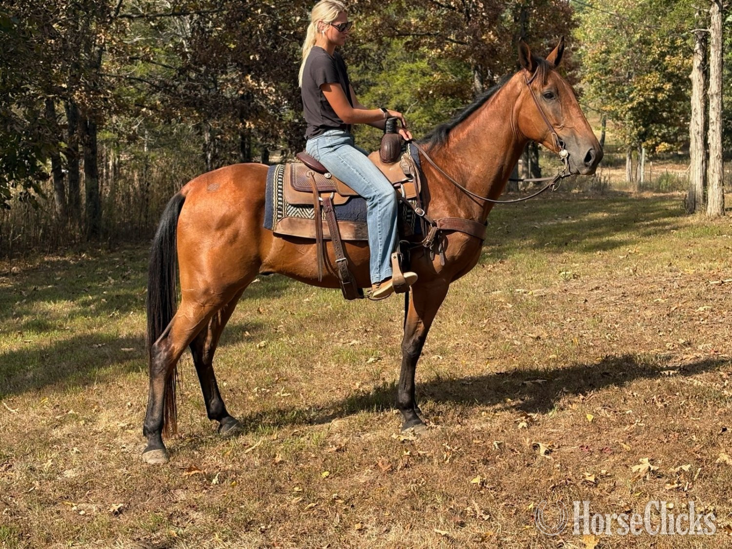 "Big John" Bay Gelding Tennessee Walker