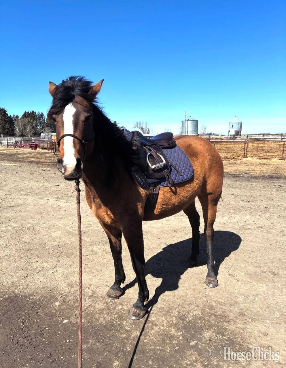 "Ivory Flame " Bay Mare Thoroughbred in California