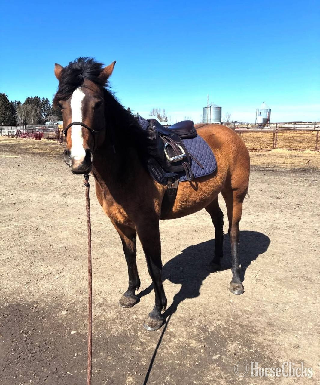 "Ivory Flame " Bay Mare Thoroughbred