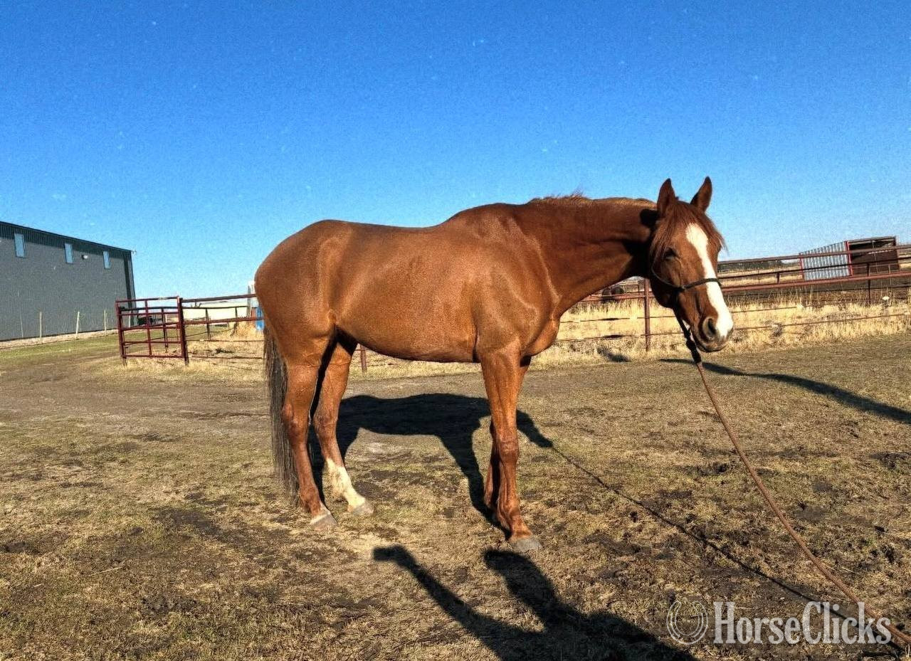 "Ivory Flame " Bay Mare Thoroughbred - Thoroughbred in California