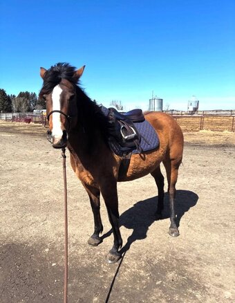 "Ivory Flame " Bay Mare Thoroughbred