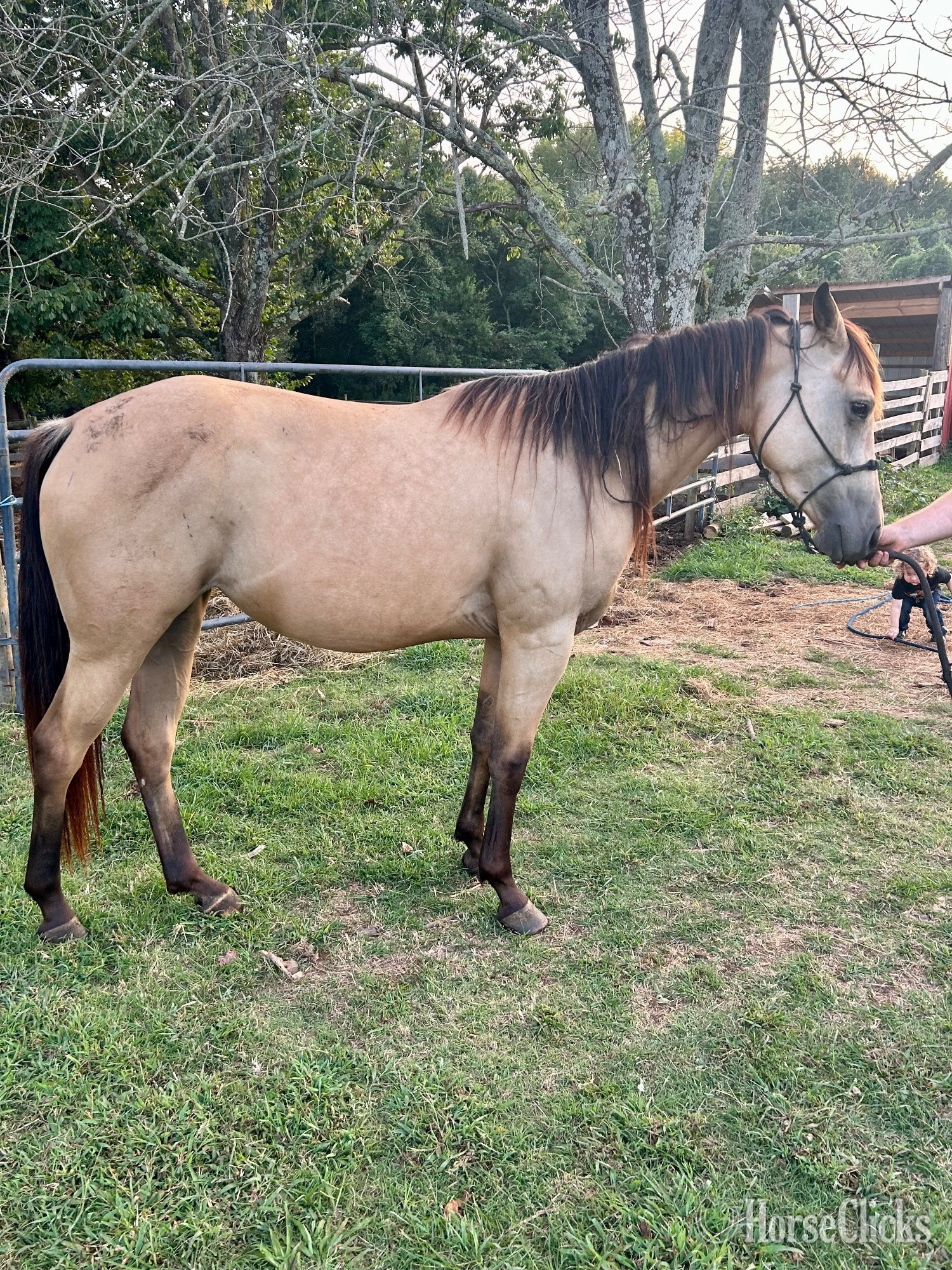 "Sweet Pea" Buckskin Mare Quarter Horse
