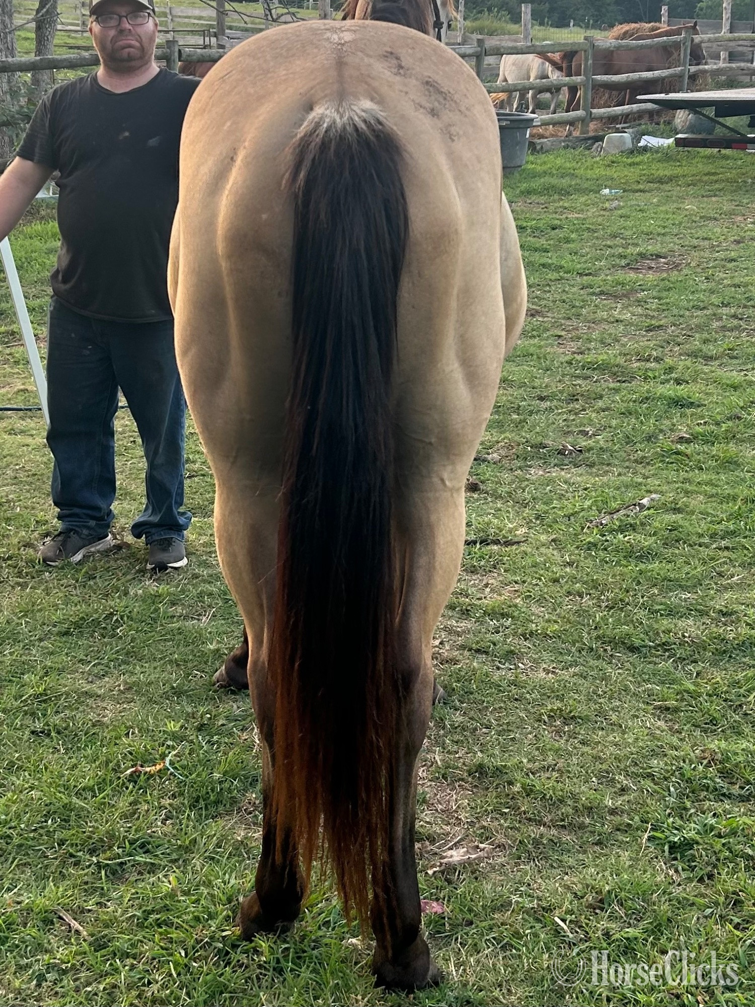"Sweet Pea" Buckskin Mare Quarter Horse - Quarter Horse in Kentucky
