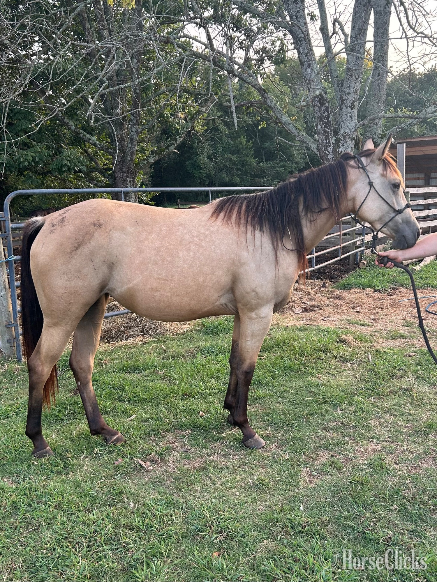 "Sweet Pea" Buckskin Mare Quarter Horse - Quarter Horse