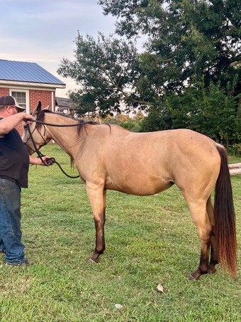 "Sweet Pea" Buckskin Mare Quarter Horse
