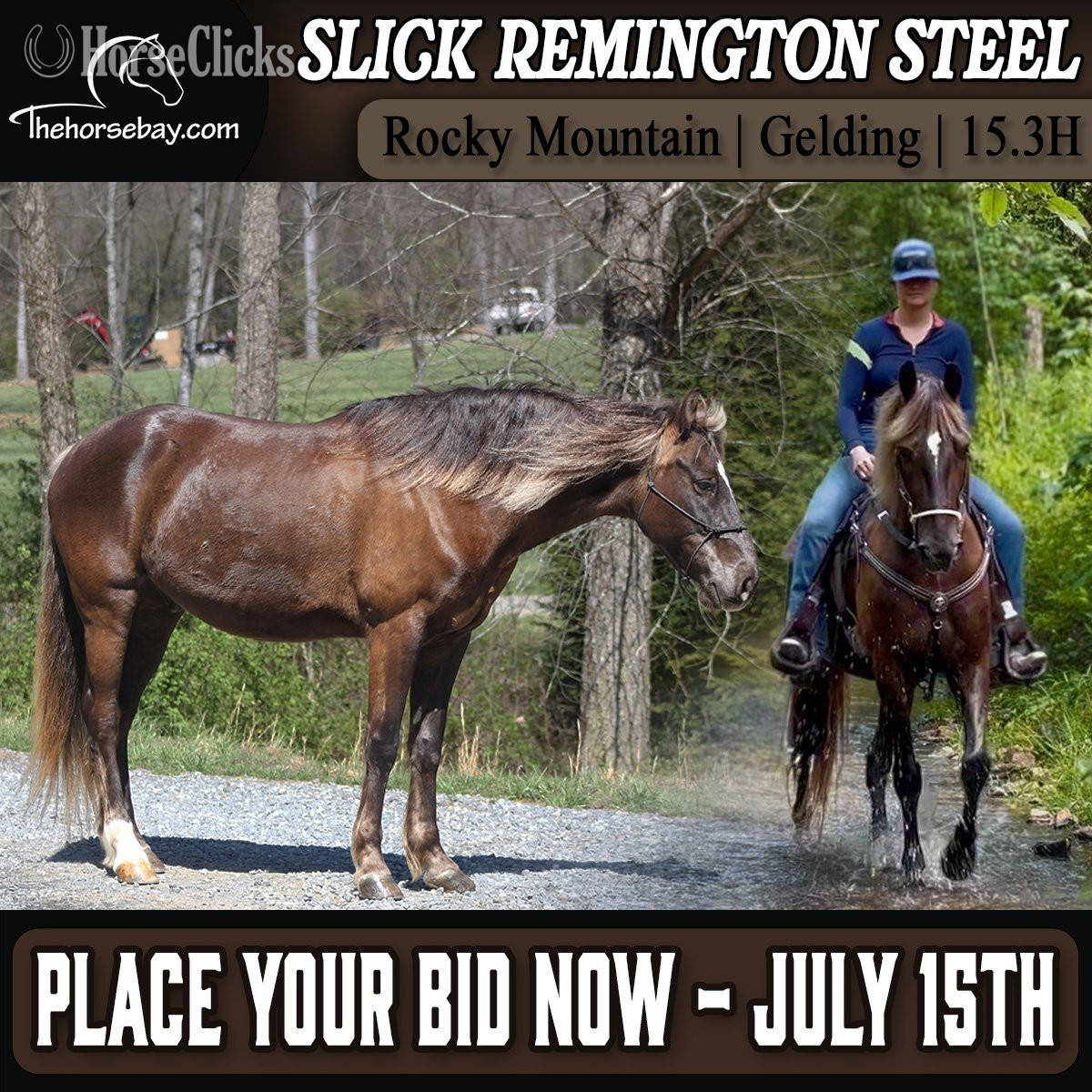 "Slick Remington Steel" Chocolate Gelding Rocky Mountain in North Carolina