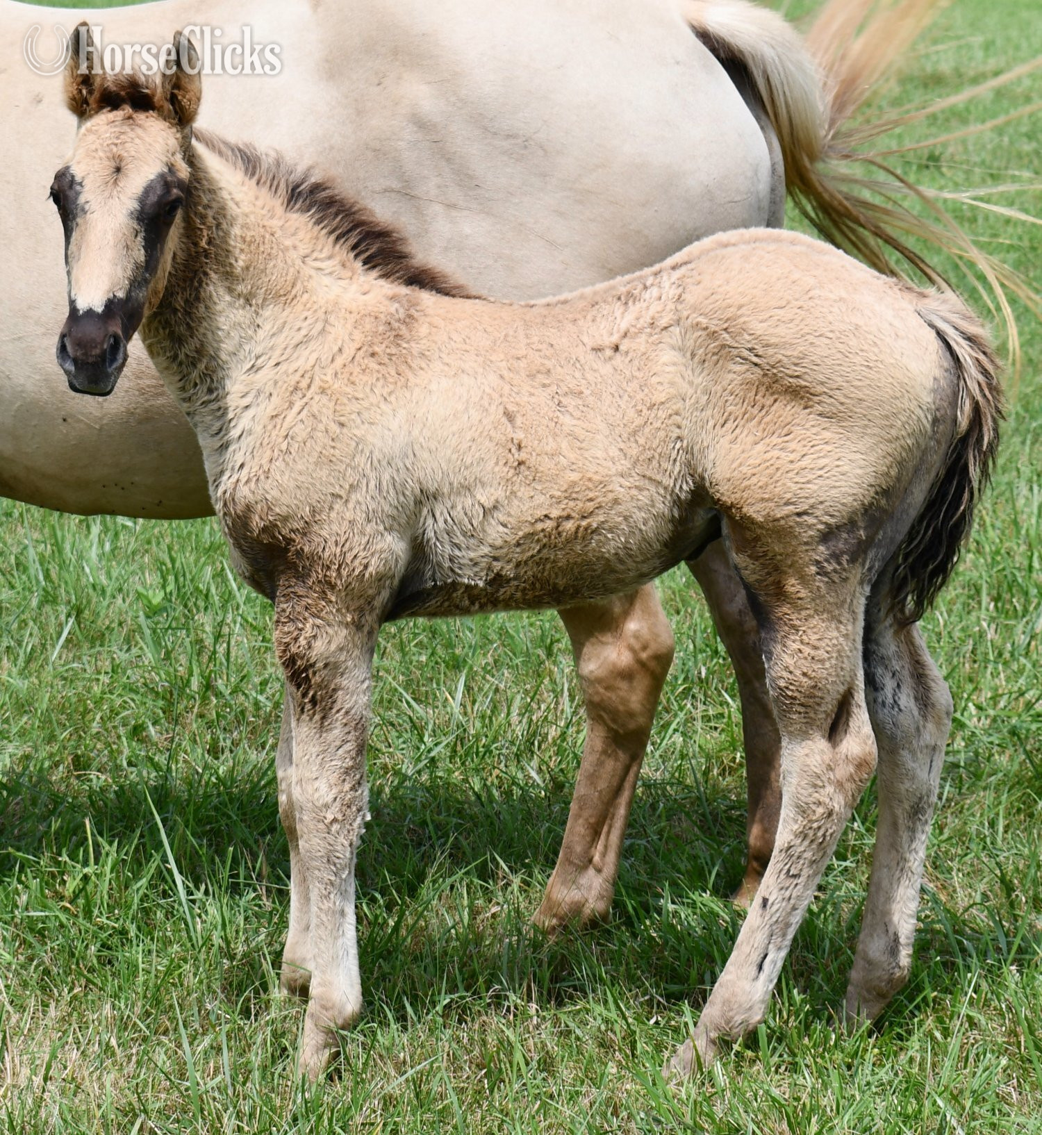 "Champ - Solanos Blakburn/Cougarand/Shi B" Grullo Colt Quarter Horse in Missouri