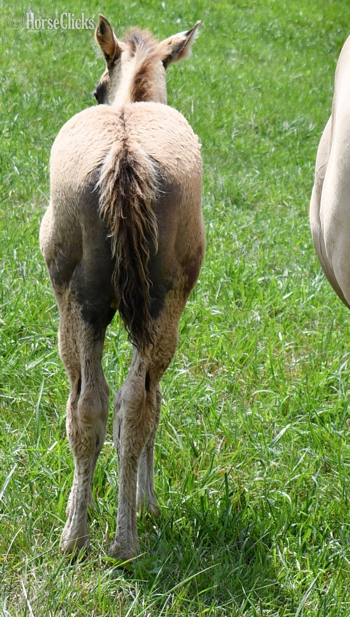 "Champ - Solanos Blakburn/Cougarand/Shi B" Grullo Colt Quarter Horse