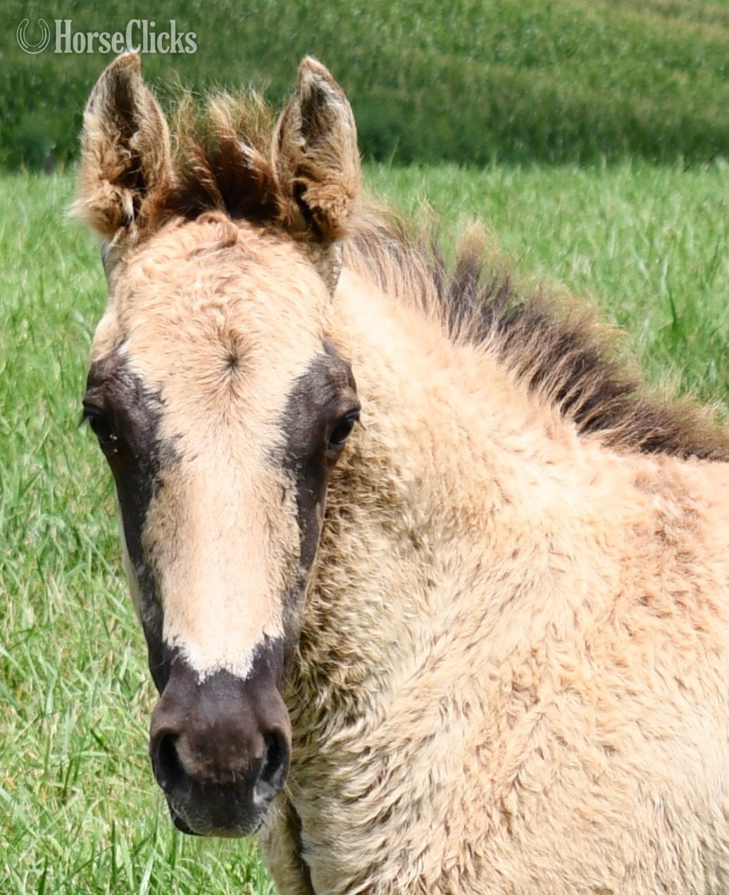 Missouri "Champ - Solanos Blakburn/Cougarand/Shi B" Grullo Colt Quarter Horse