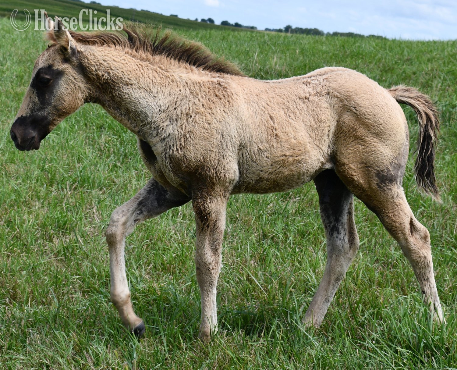 "Champ - Solanos Blakburn/Cougarand/Shi B" Grullo Colt Quarter Horse - Quarter Horse in Missouri