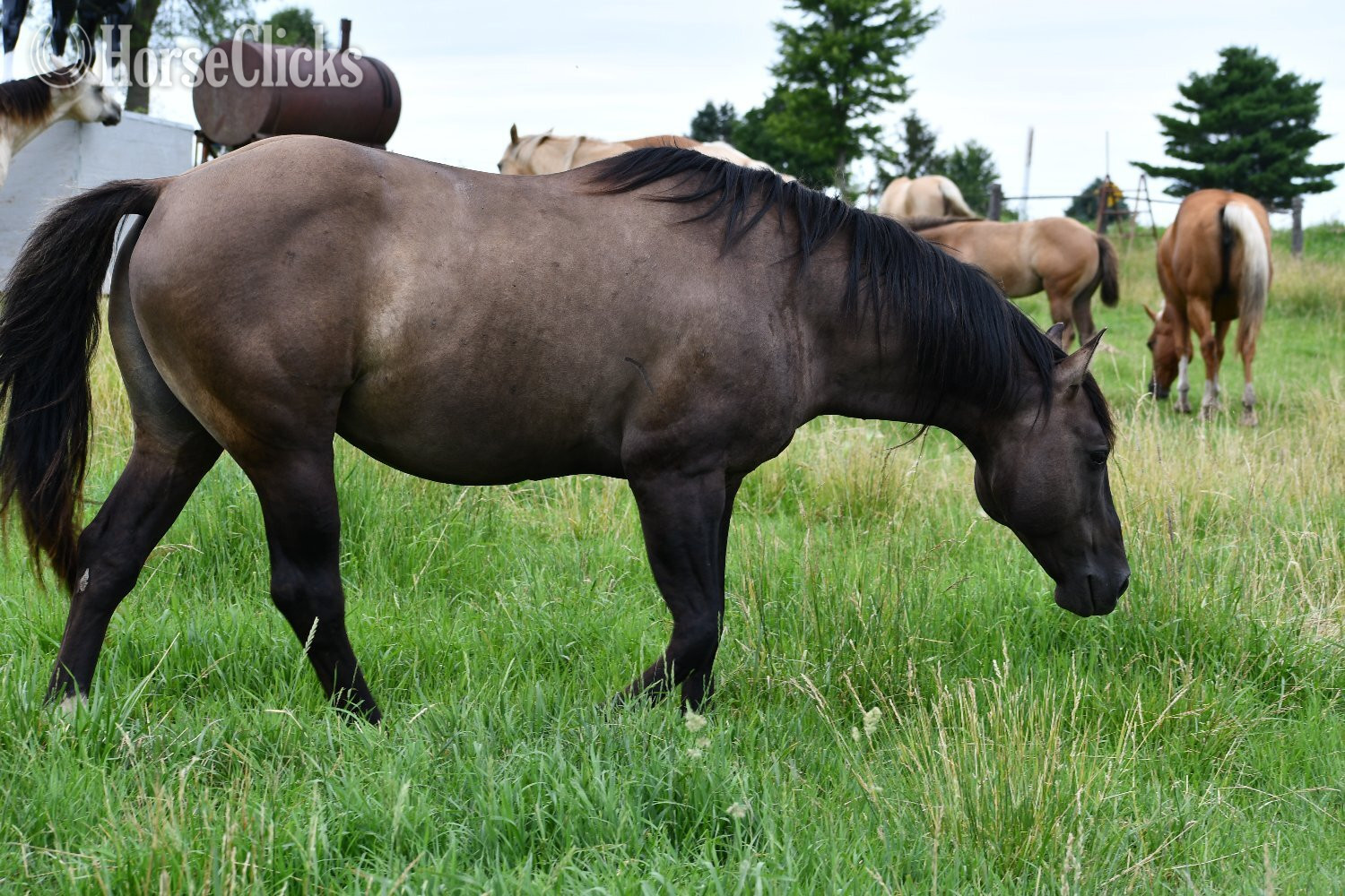 "Champ - Solanos Blakburn/Cougarand/Shi B" Grullo Colt Quarter Horse - Quarter Horse