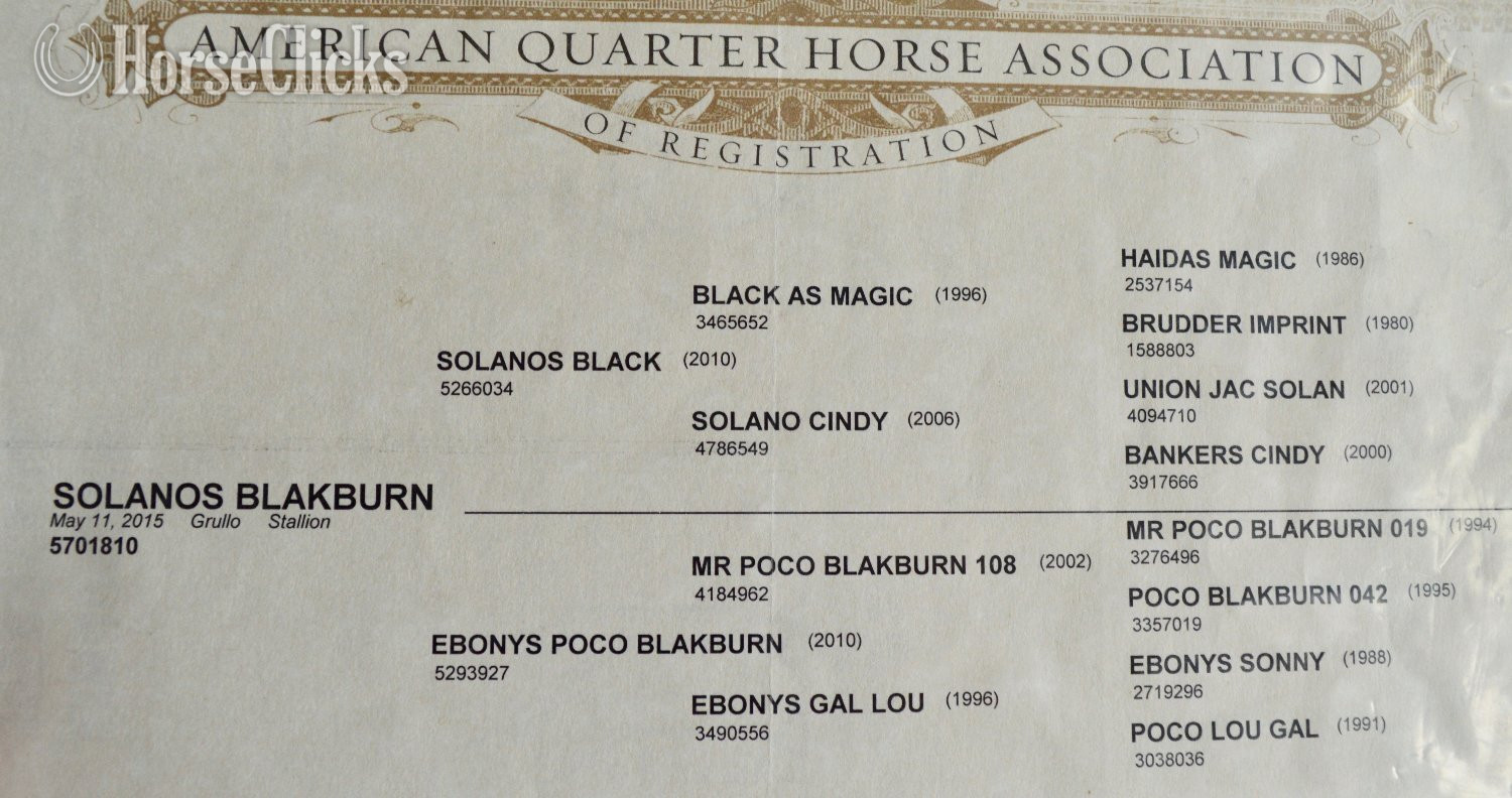 "Champ - Solanos Blakburn/Cougarand/Shi B" Grullo Colt Quarter Horse Missouri