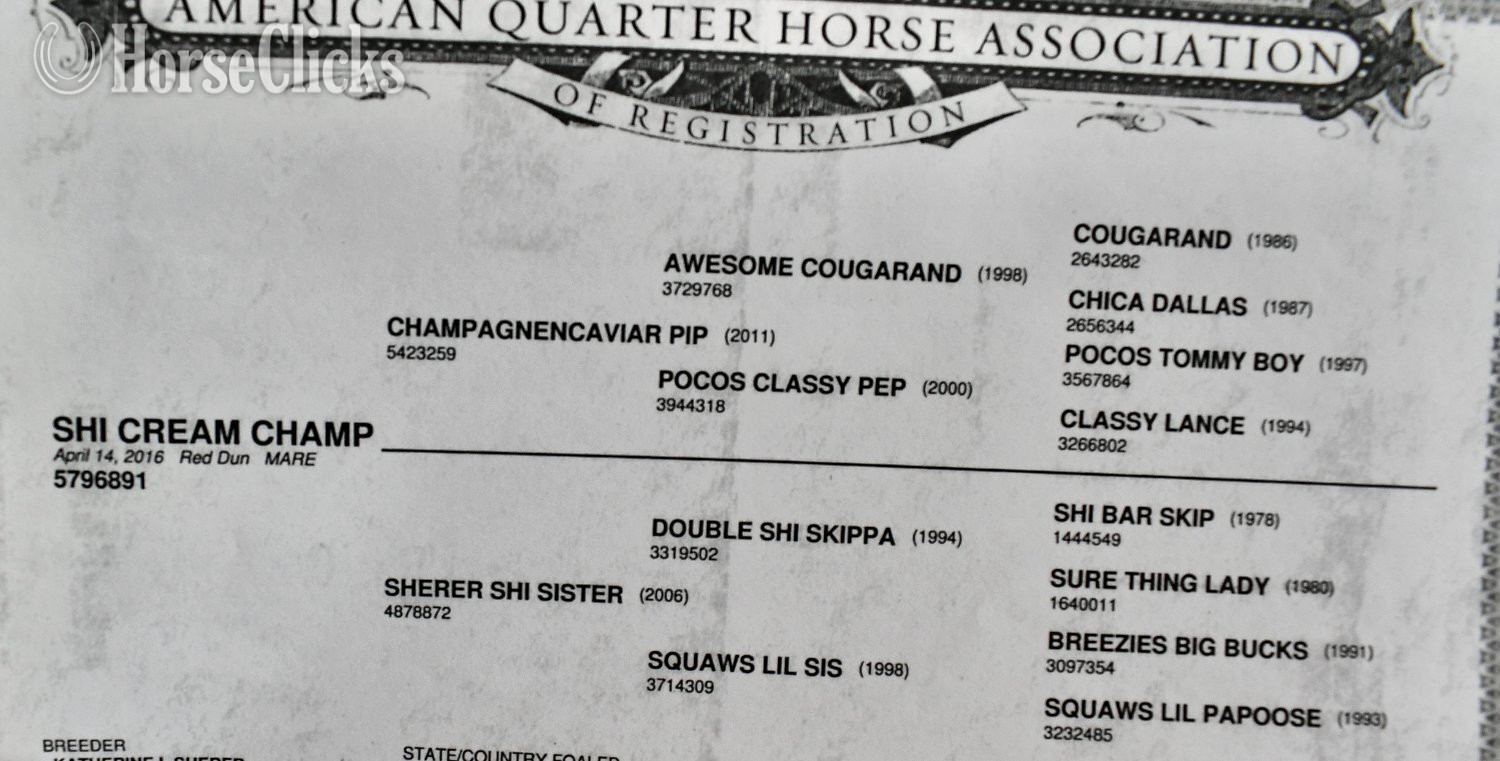 Quarter Horse - "Champ - Solanos Blakburn/Cougarand/Shi B" Grullo Colt Quarter Horse in Missouri