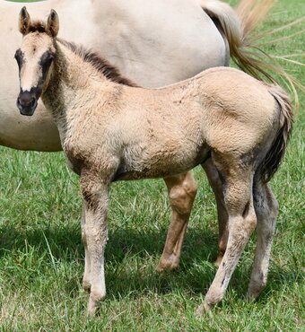 "Champ - Solanos Blakburn/Cougarand/Shi B" Grullo Colt Quarter Horse
