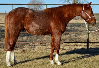 Roping Horses for Sale | HorseClicks