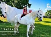 "Silverado" White Gelding Kentucky Mountain