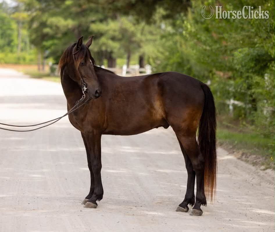 "SPRINGSTEEN" Black Gelding Friesian