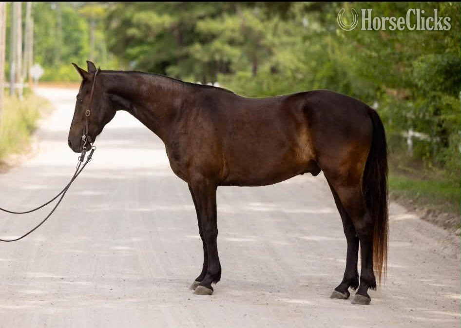 South Carolina "SPRINGSTEEN" Black Gelding Friesian