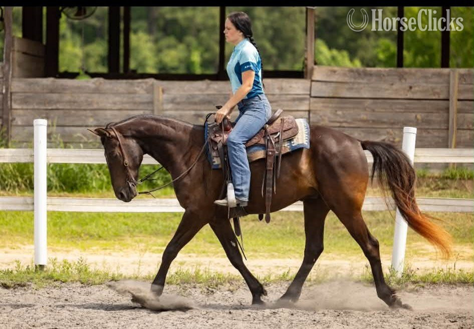 "SPRINGSTEEN" Black Gelding Friesian - Friesian in South Carolina