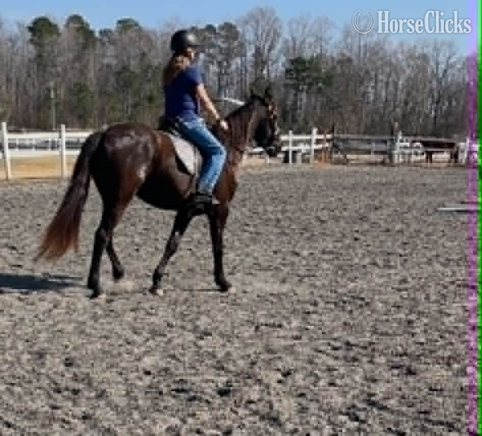 "SPRINGSTEEN" Black Gelding Friesian South Carolina