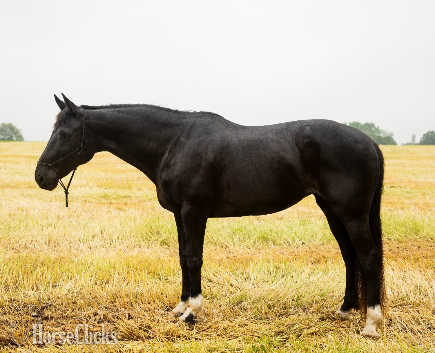 "Jessie" Black Mare Quarter Horse in Pennsylvania