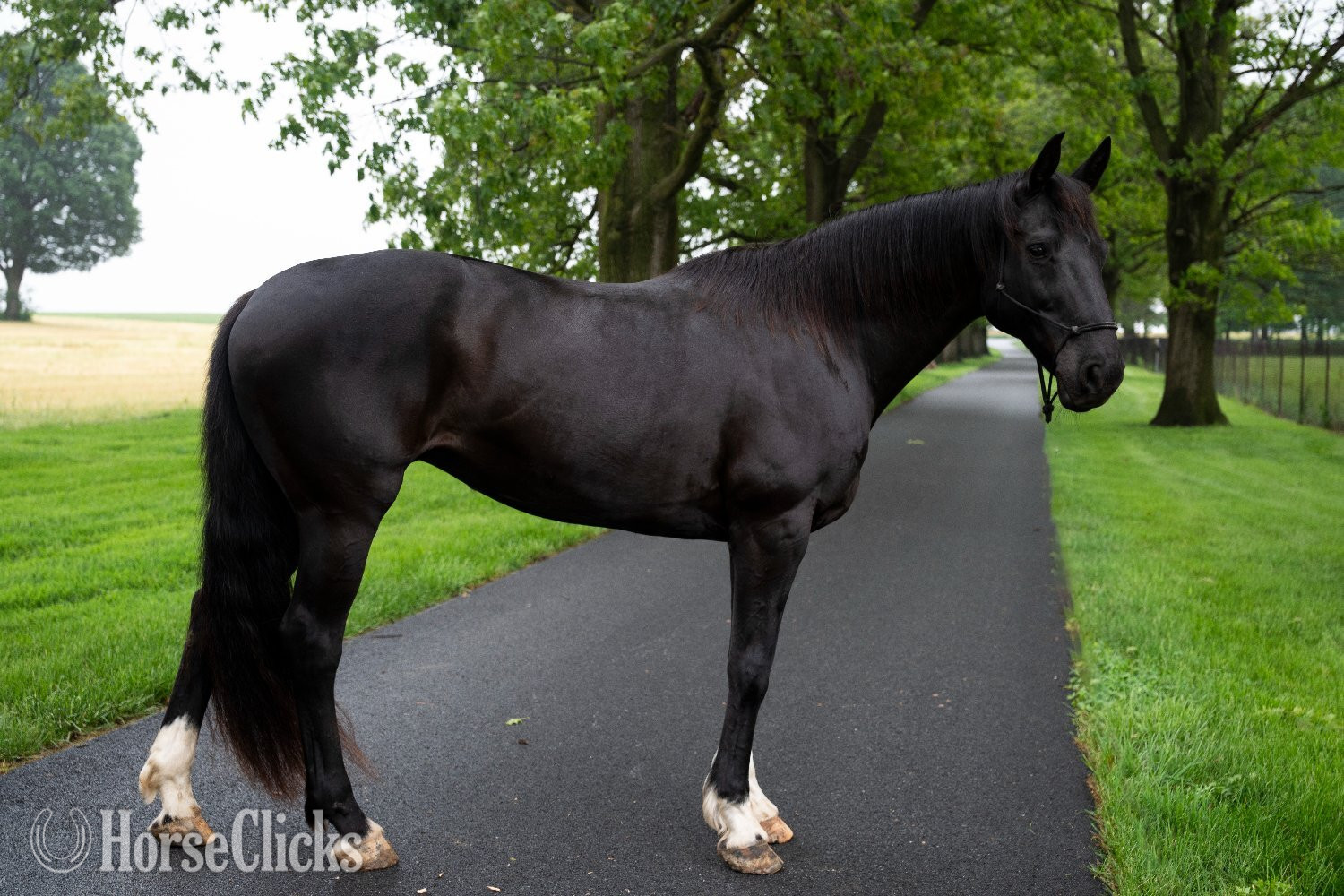 Pennsylvania "Jessie" Black Mare Quarter Horse