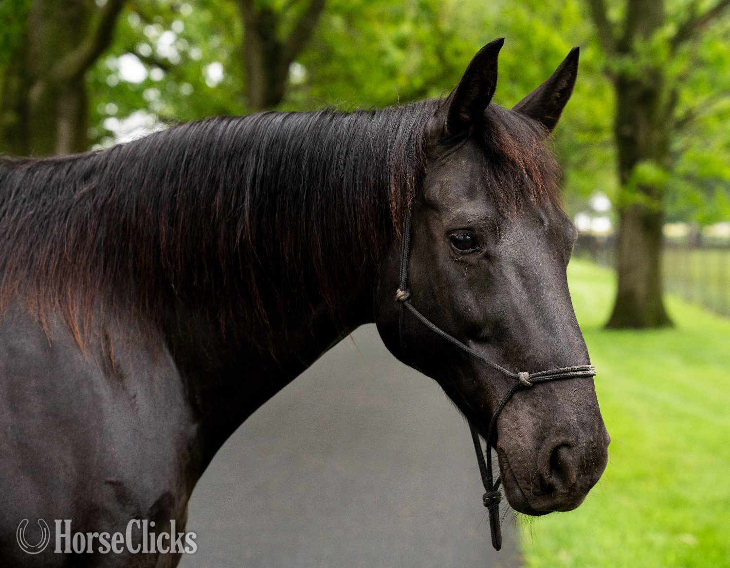 "Jessie" Black Mare Quarter Horse - Quarter Horse in Pennsylvania