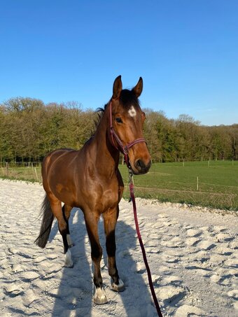 "Belle Luna" Bay Mare American Saddlebred