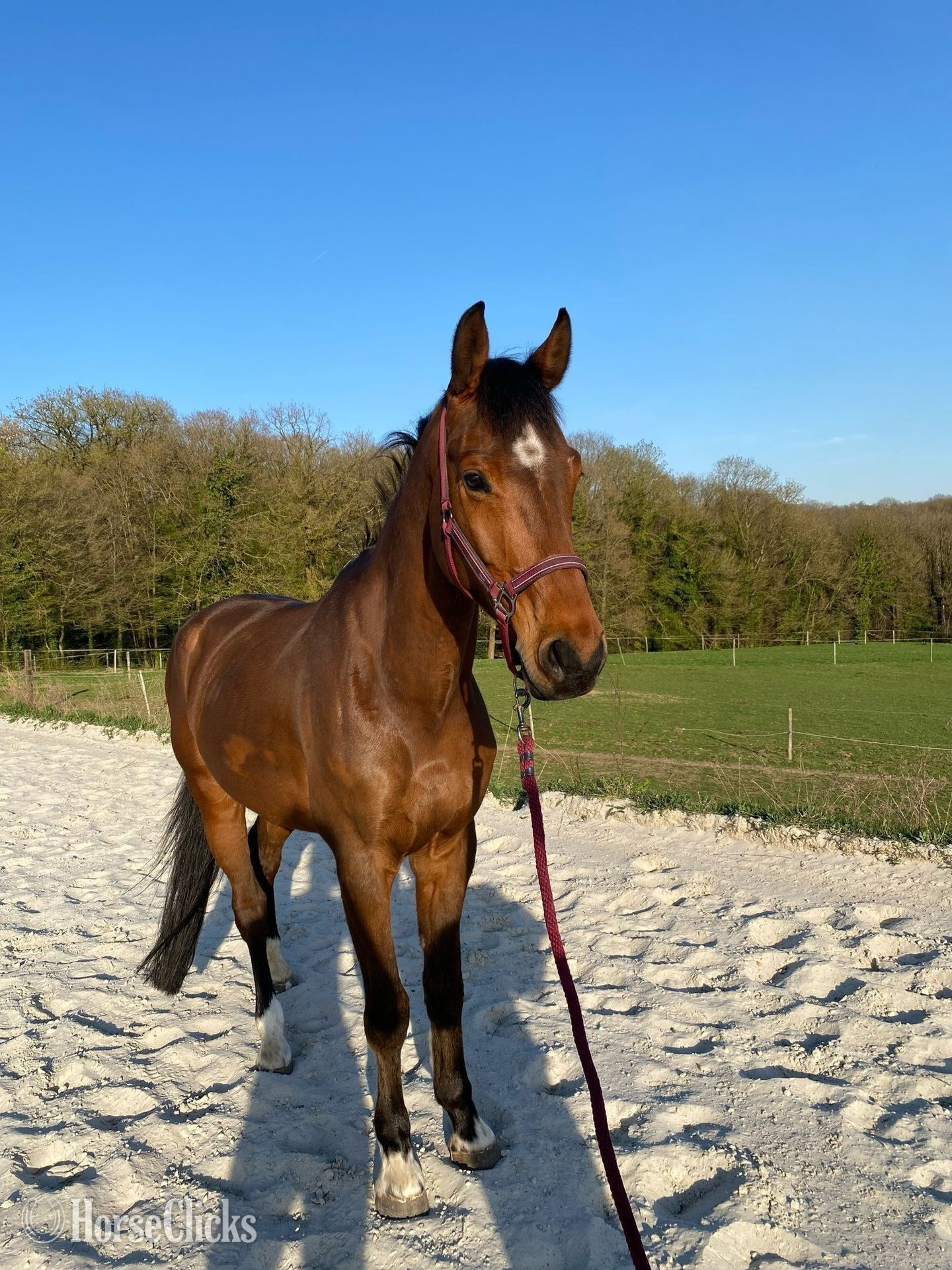 "Belle Luna" Bay Mare American Saddlebred in New York
