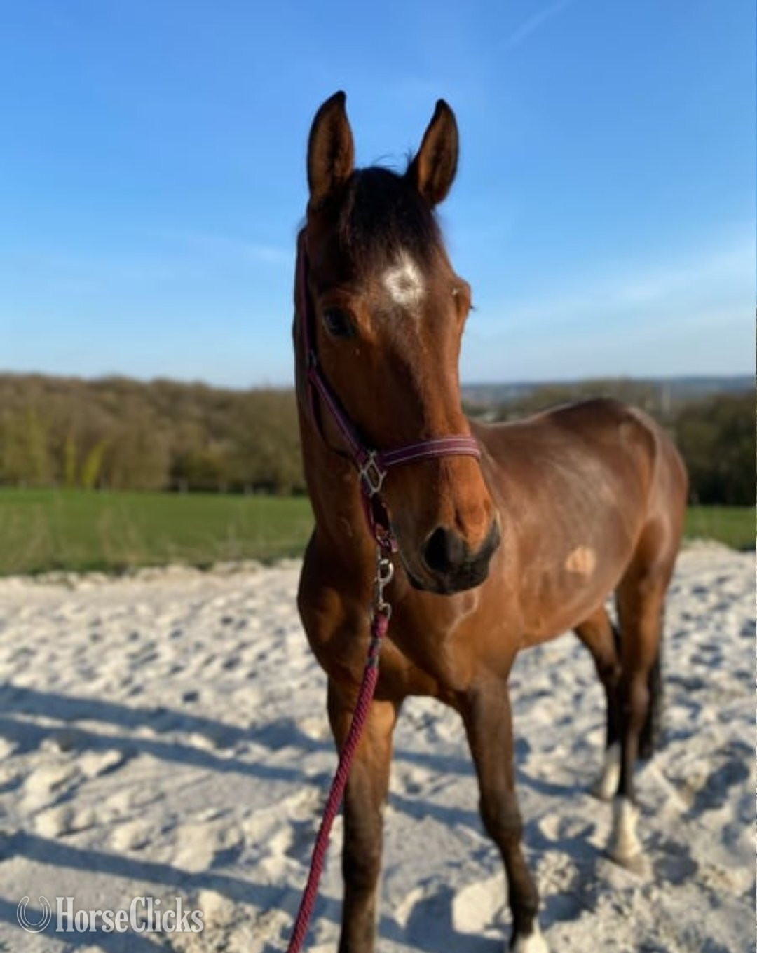 "Belle Luna" Bay Mare American Saddlebred
