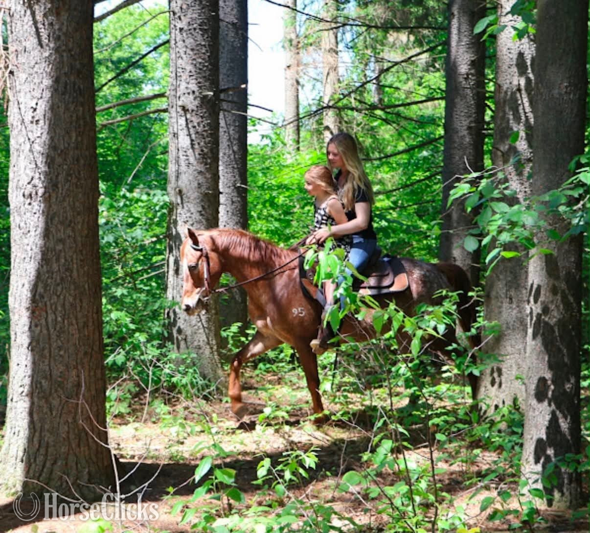"APPLE" Chestnut Mare Pony - Pony in Michigan