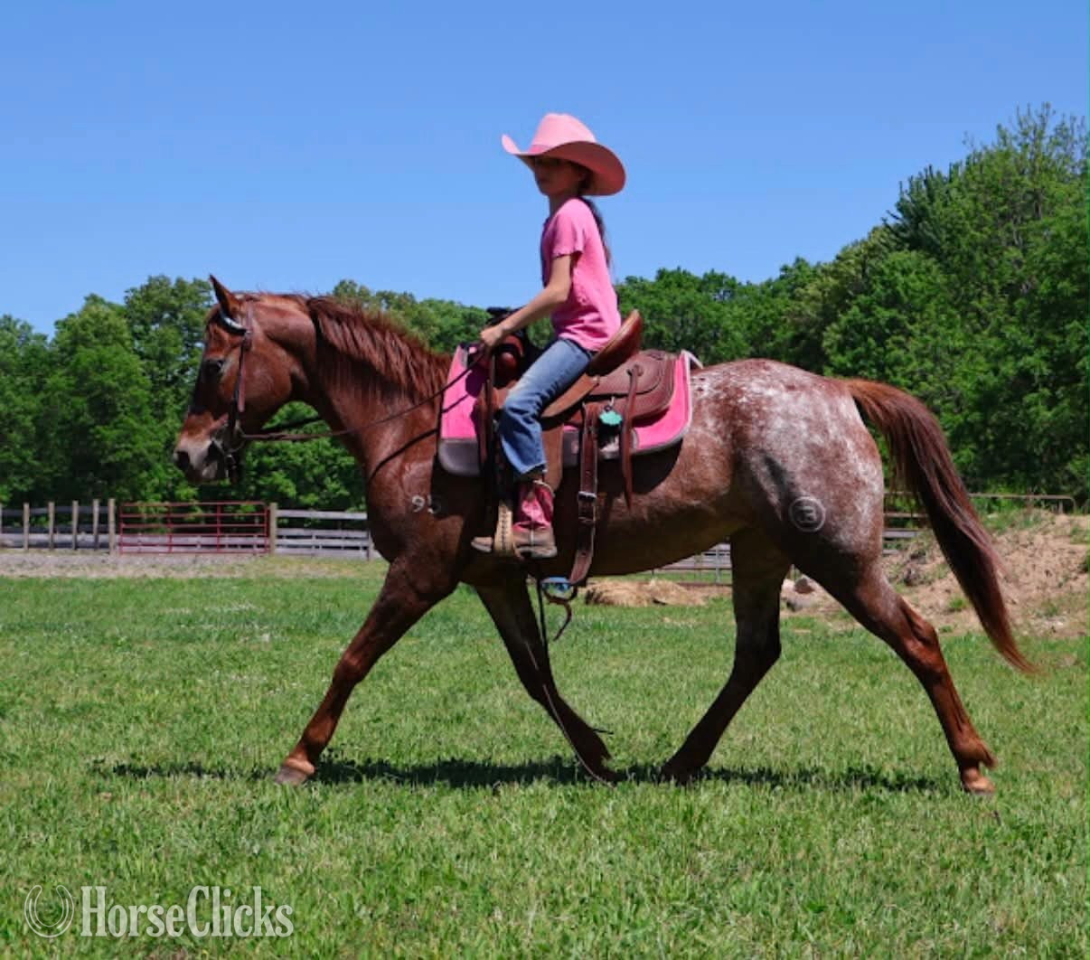 "APPLE" Chestnut Mare Pony - Pony