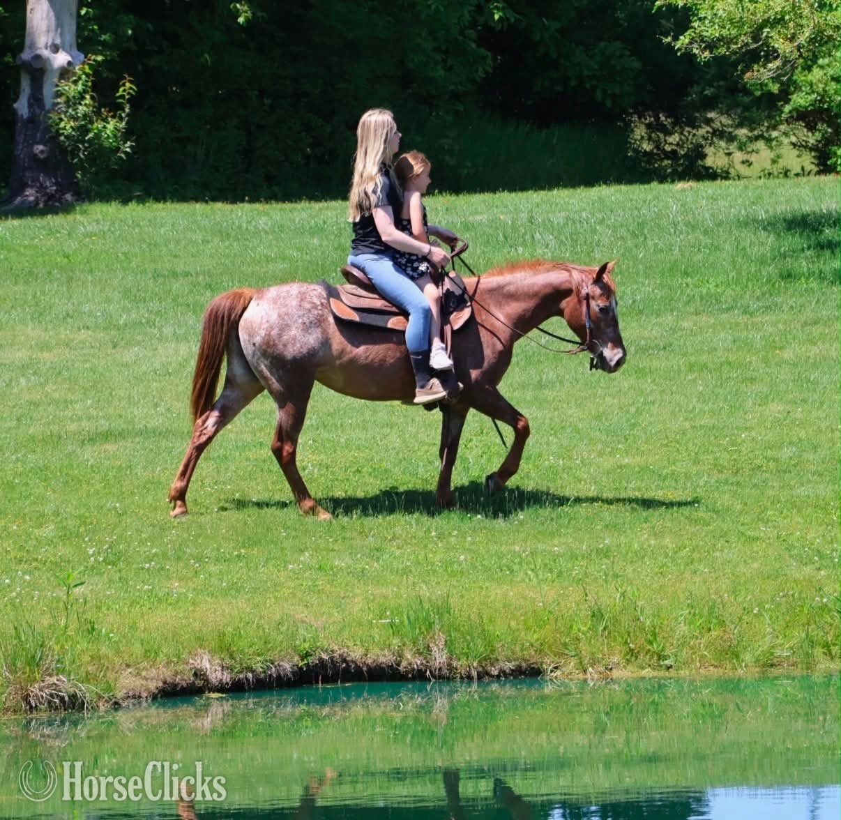 Pony - "APPLE" Chestnut Mare Pony in Michigan