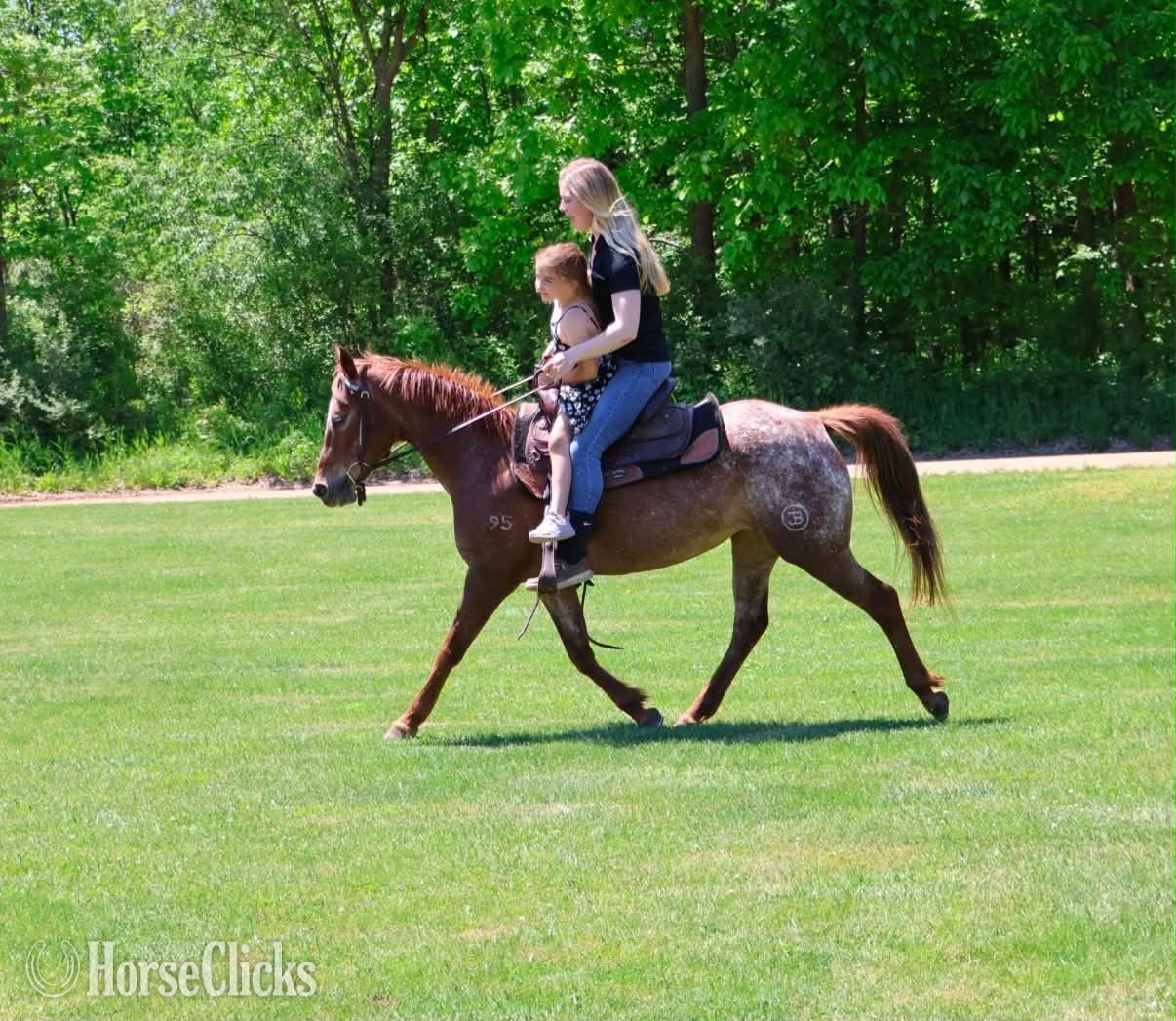 Pony - "APPLE" Chestnut Mare Pony