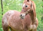 "APPLE" Chestnut Mare Pony