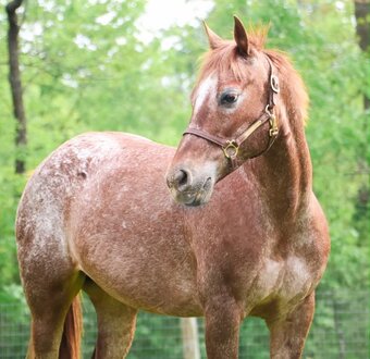 "APPLE" Chestnut Mare Pony