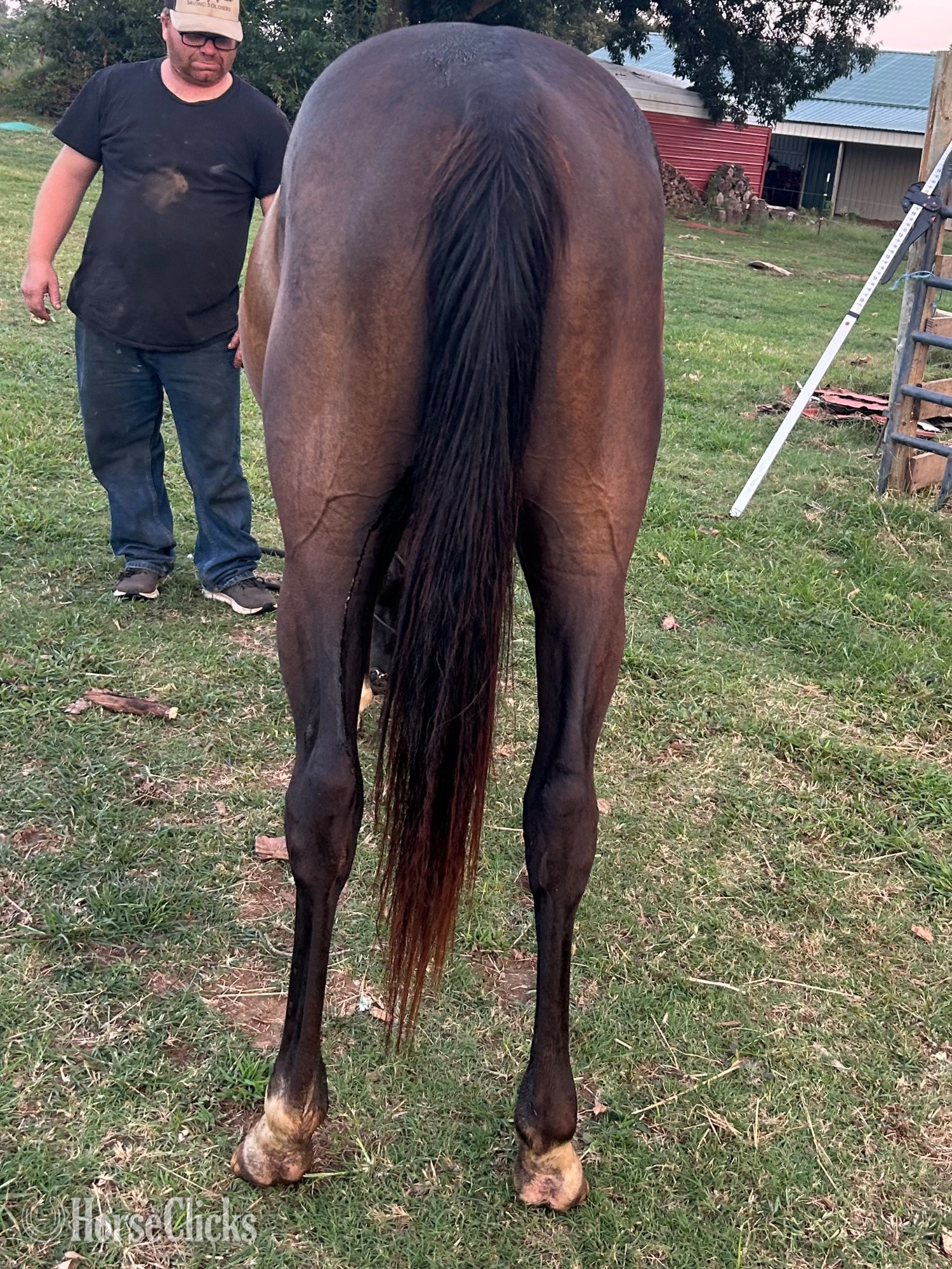 "Chickaletta " Black Mare Quarter Horse - Quarter Horse in Kentucky