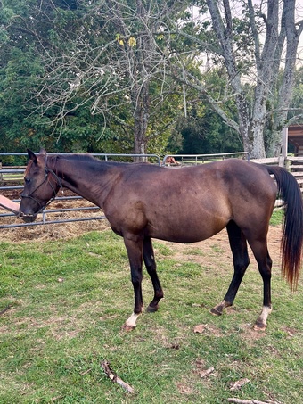 "Chickaletta " Black Mare Quarter Horse