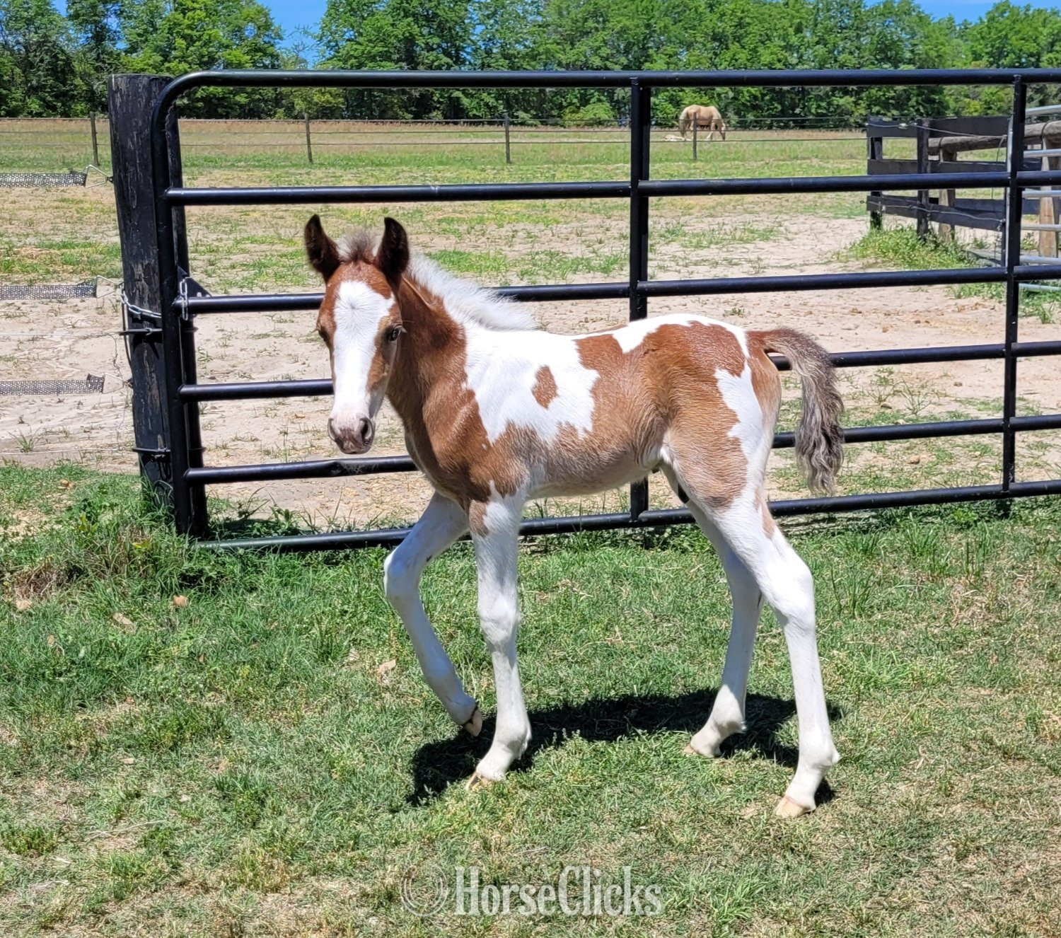 "HH Risen King"  Colt Welsh Pony in South Carolina