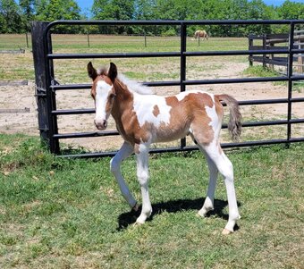 "HH Risen King" Colt Welsh Pony