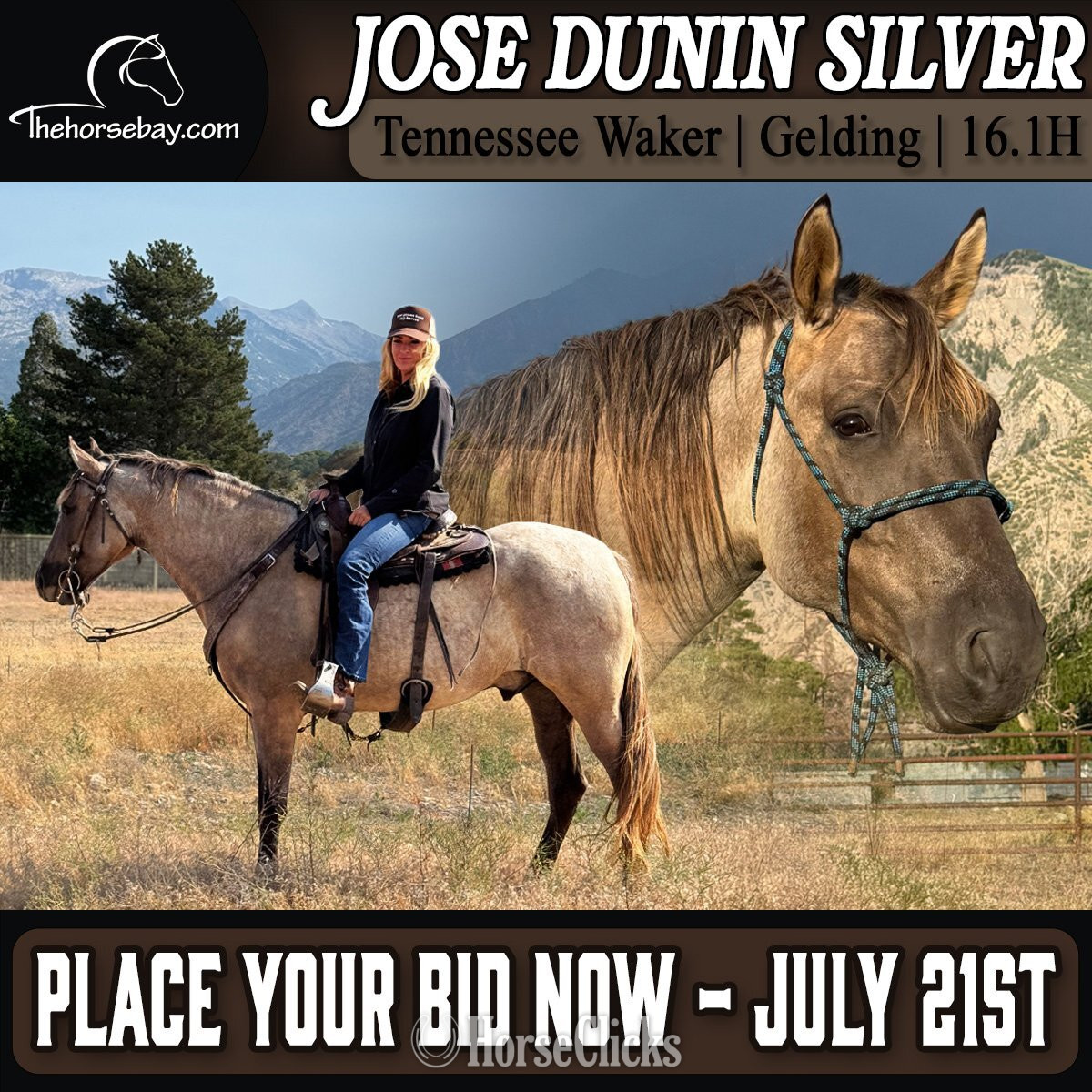 "Jose Dunin Silver" Grullo Gelding Rocky Mountain in Utah