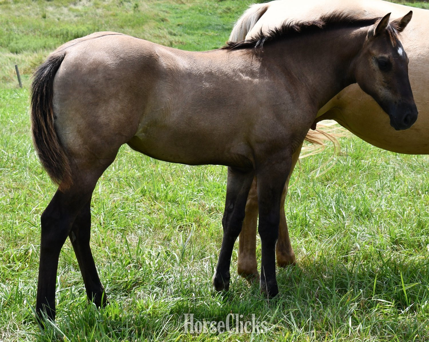 "Rose- Solanos Blakburn x Cougarand" Grullo Filly Quarter Horse in Missouri