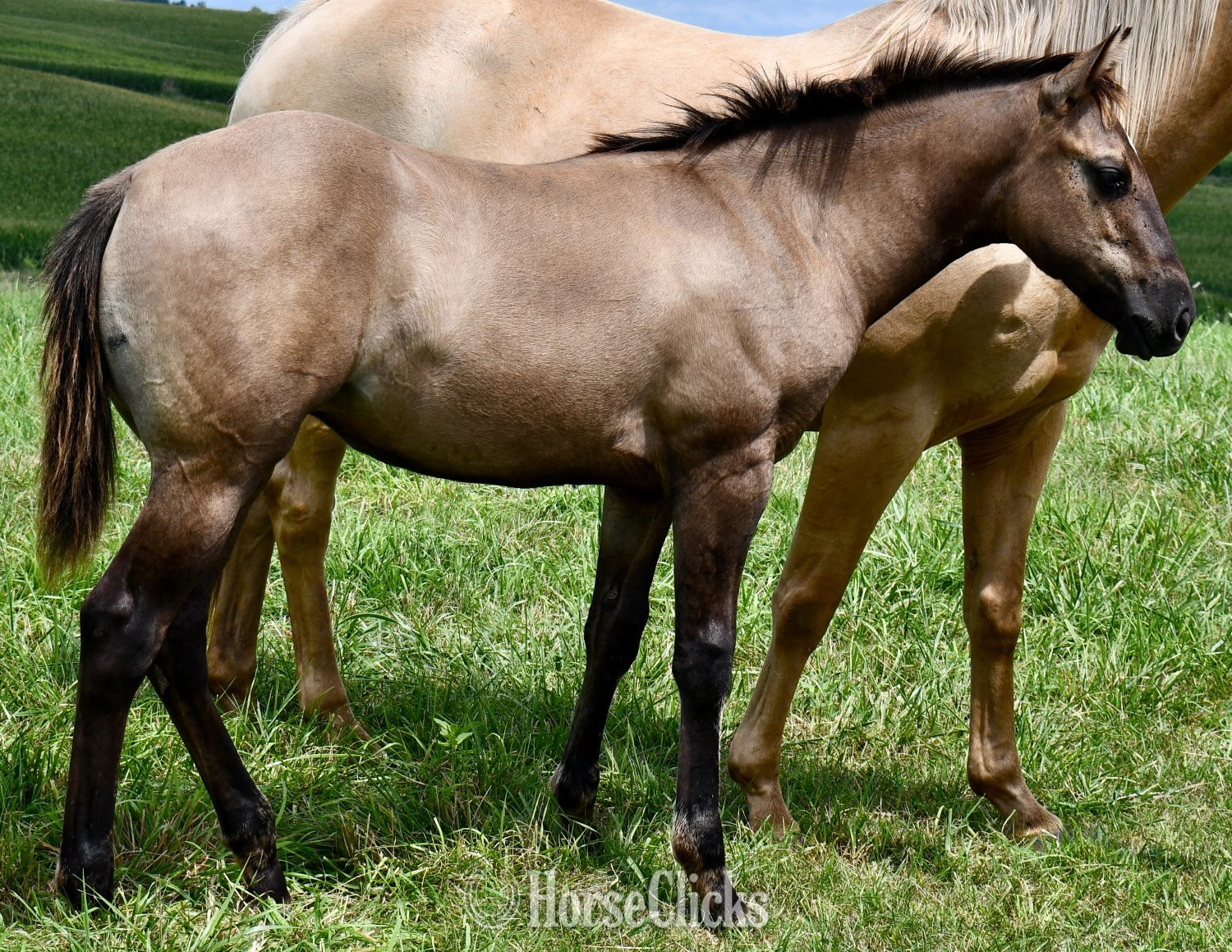 "Rose- Solanos Blakburn x Cougarand" Grullo Filly Quarter Horse