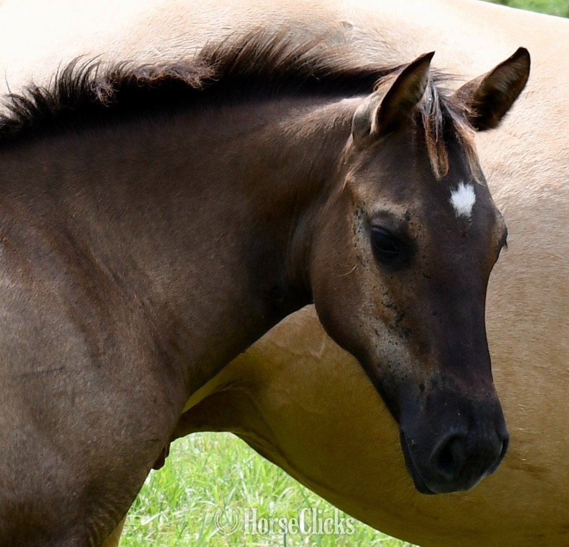 Missouri "Rose- Solanos Blakburn x Cougarand" Grullo Filly Quarter Horse