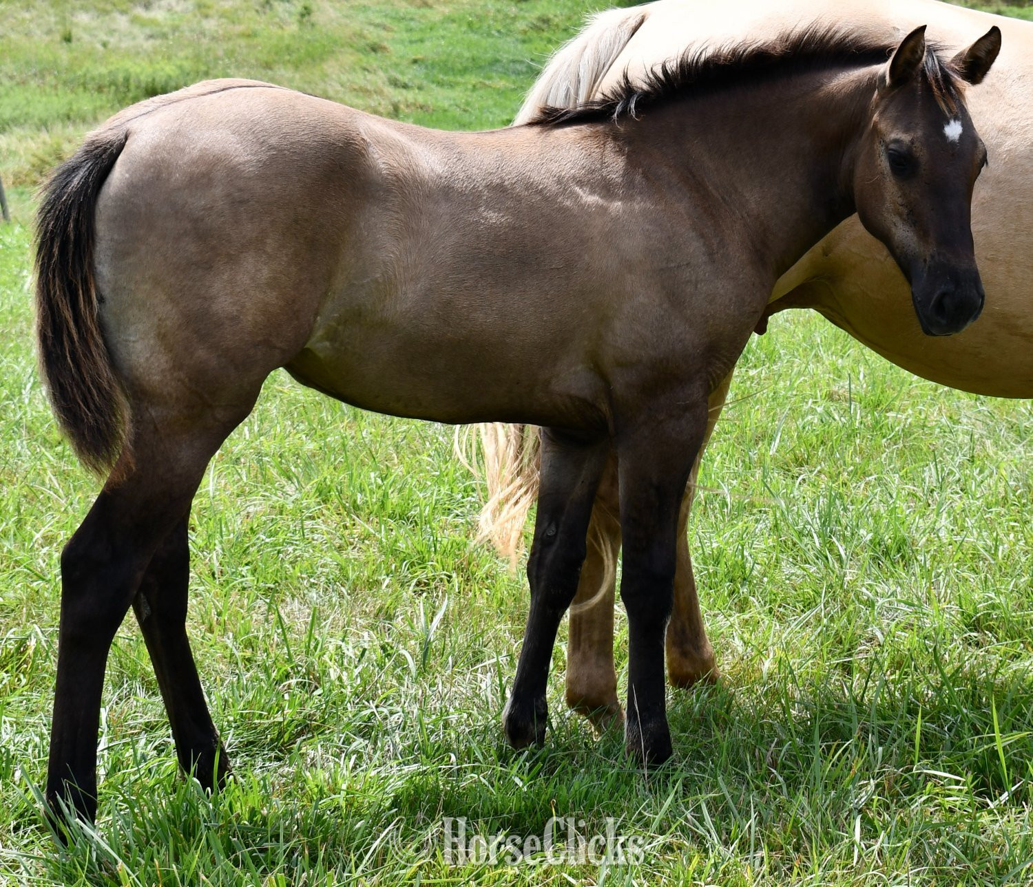 "Rose- Solanos Blakburn x Cougarand" Grullo Filly Quarter Horse - Quarter Horse in Missouri